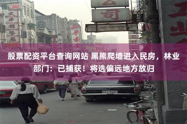 股票配资平台查询网站 黑熊爬墙进入民房，林业部门：已捕获！将选偏远地方放归